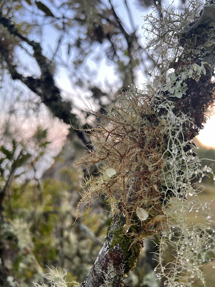 musgo no Parque Nacional Serra da Bocaina - Pedra da Macela