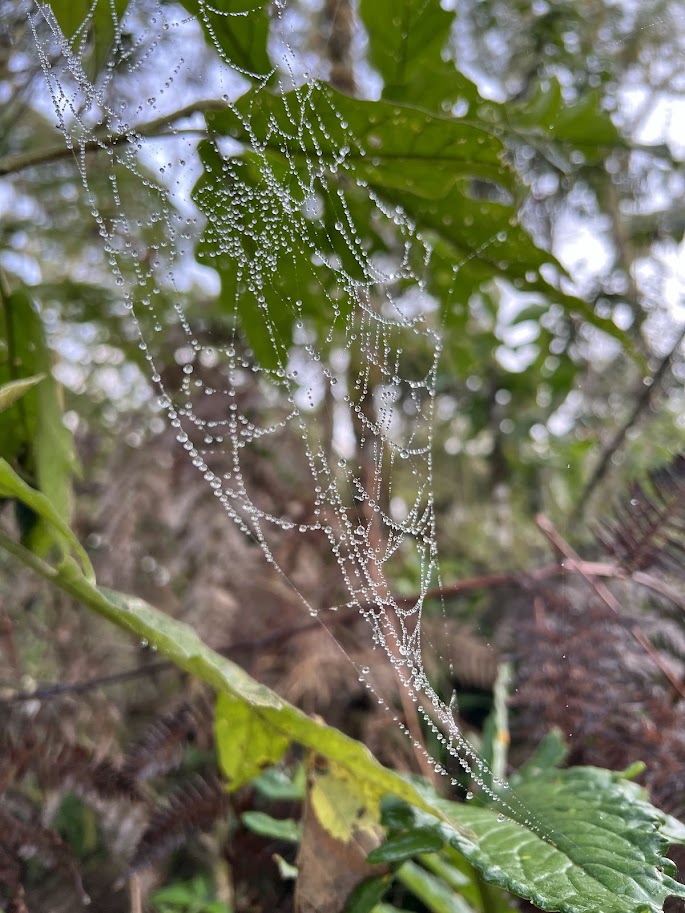 teia molhada no Parque Nacional Serra da Bocaina - Pedra da Macela