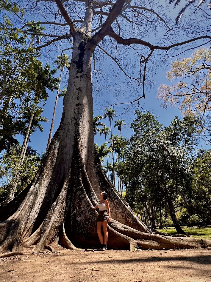 O que fazer (sozinha) no Rio de Janeiro - Jardim Botânico - Árvore do Tom Jobim