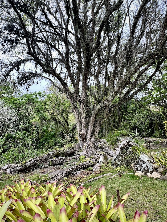 O que fazer (sozinha) no Rio de Janeiro - Sítio Burle Marx - Árvore