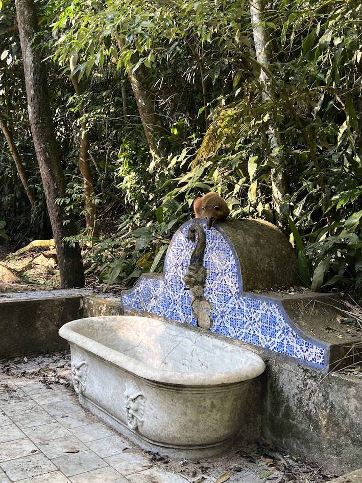 O que fazer (sozinha) no Rio de Janeiro - Tour de 4x4 na Floresta da Tijuca - novo amigo